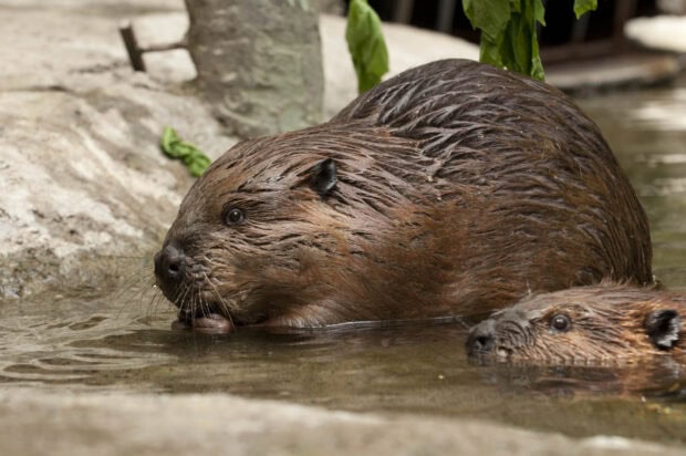A beaver chewing food while partially submerged in water with another beaver nearby