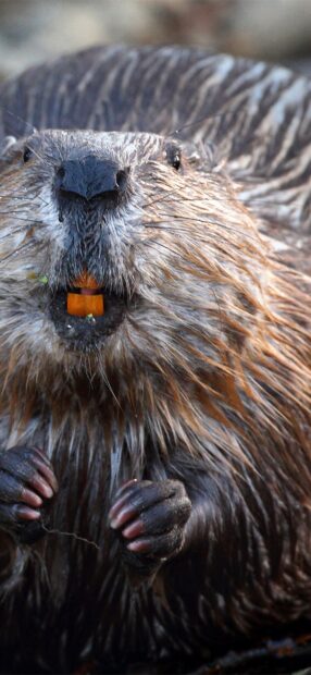 A close up of a beaver showing its fur and teeth in natural habitat