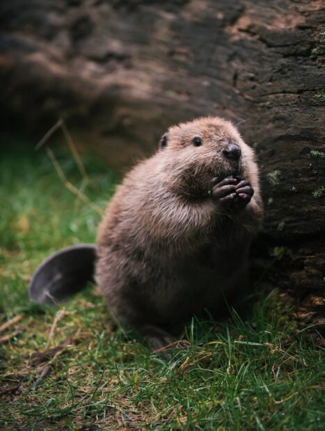 A beaver eating near a log on green grass in a natural setting
