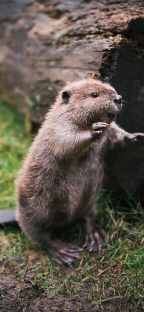 A beaver standing on grass near a tree trunk in a natural habitat