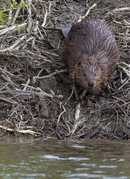A beaver climbing up a muddy riverbank surrounded by sticks and branches