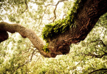 A beech tree branch covered with green moss against a bright leafy forest canopy