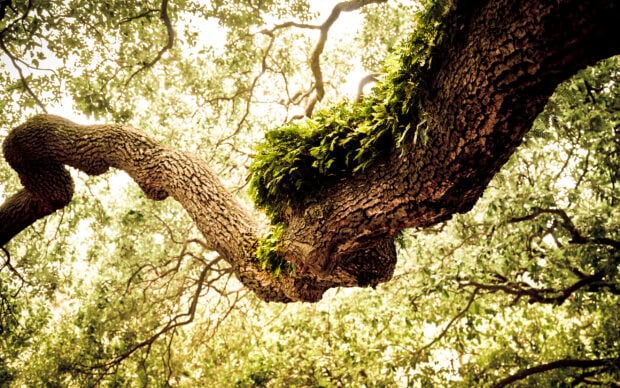 A beech tree branch covered with green moss against a bright leafy forest canopy