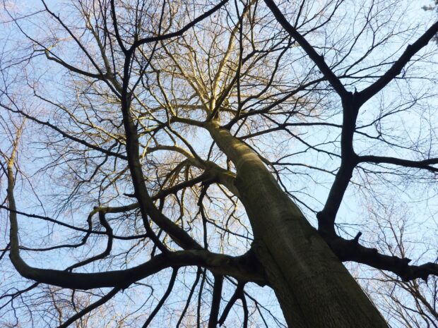 Beech tree branches spreading widely against a clear blue sky in early spring