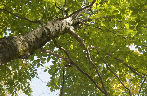 Beech tree trunk and branches with bright green leaves in sunny forest canopy