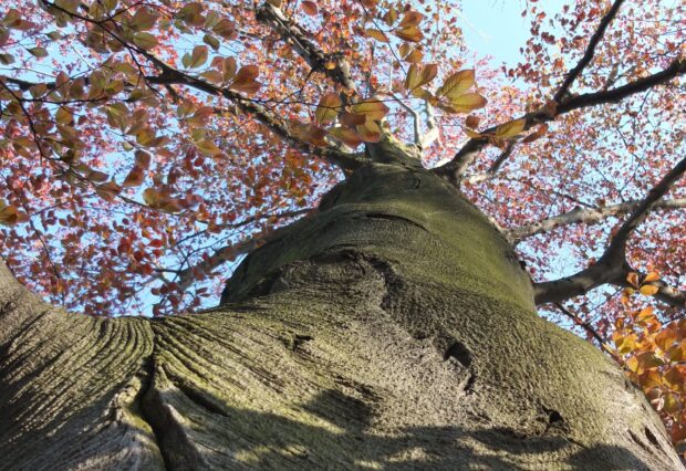Close up view of a beech tree trunk with autumn leaves against a clear blue sky