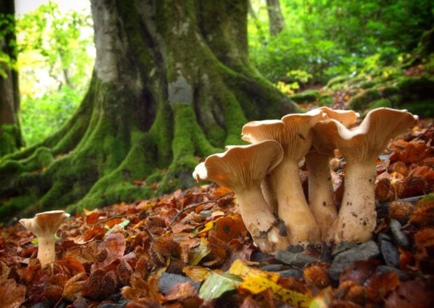 Cluster of mushrooms growing near the base of a beech tree surrounded by autumn leaves