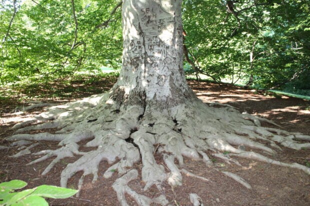 Large beech tree roots spreading across the forest floor under bright green leaves