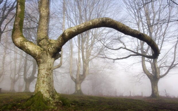 A bare beech tree with a unique curved branch in a foggy woodland setting
