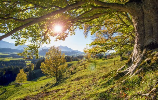 Large beech tree with sunlight shining through its green leaves on a hillside landscape with mountains in the distance