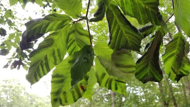 Close up of green beech tree leaves with visible veins and natural light filtering through