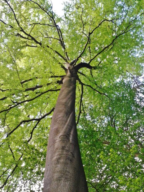 Tall beech tree with lush green leaves seen from below