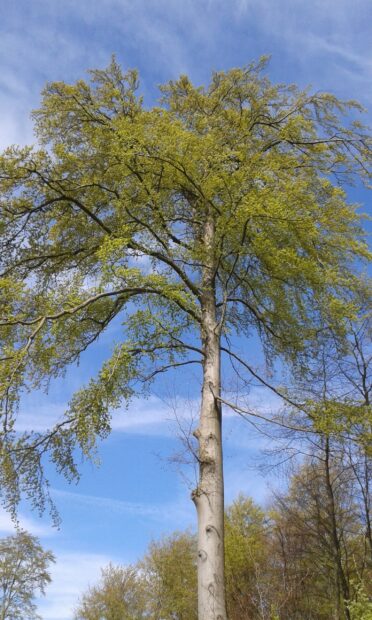 A tall beech tree with fresh green leaves against a clear blue sky in spring