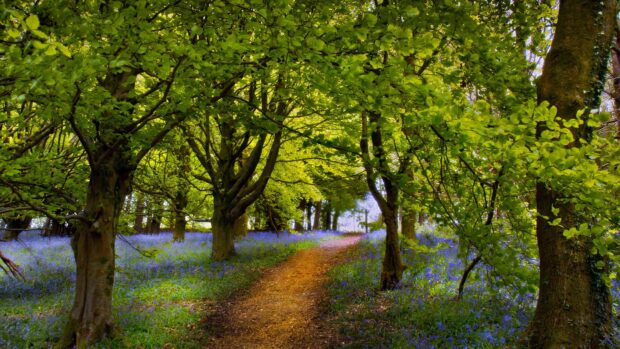 A serene forest path surrounded by vibrant green beech tree leaves and blooming blue flowers