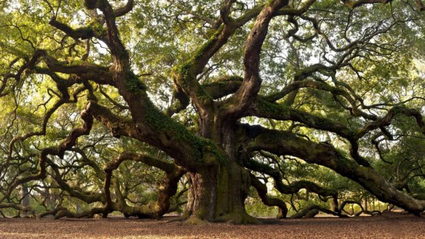 A large beech tree with sprawling branches covered in green moss in a forest clearing