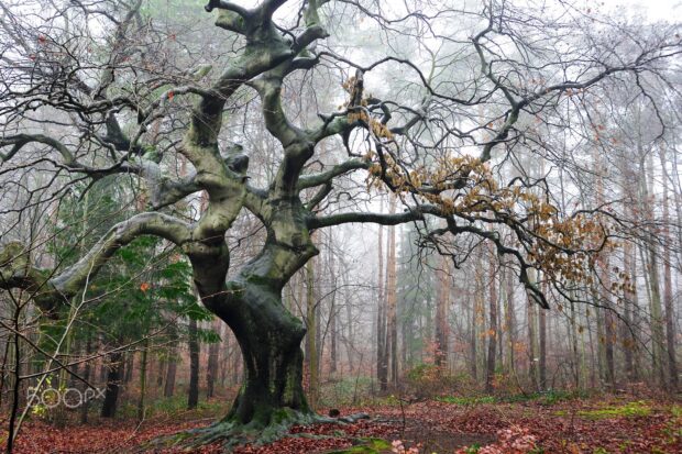 A large beech tree with twisted branches in a foggy forest during autumn