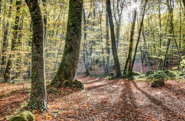 The sunlight filters through the tall beech tree forest during autumn creating long shadows on the leaf covered ground