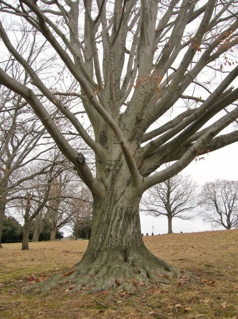 A large beech tree with visible roots and bare branches in a park during late autumn