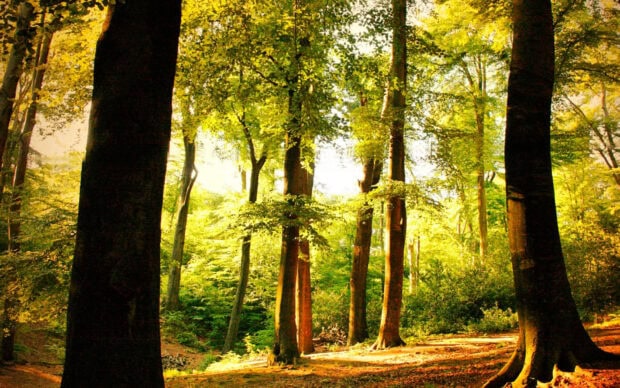 Beech tree standing tall in a sunlit forest with lush green leaves and natural surroundings