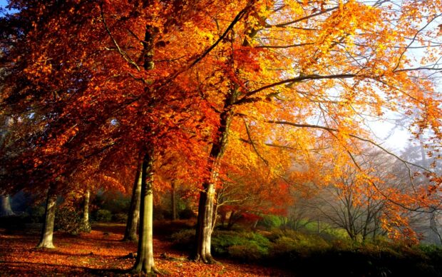 Beech tree with vibrant autumn leaves in a peaceful forest setting