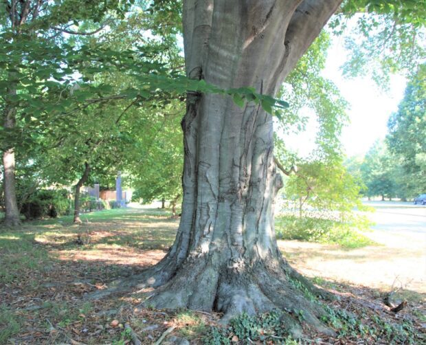 Close up of a large beech tree trunk standing in a sunlit park area with green leaves surrounding it
