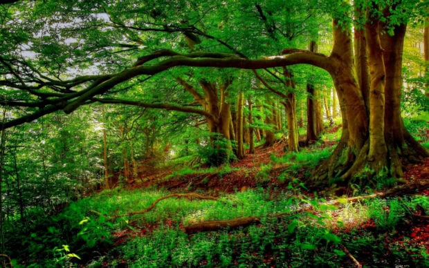 Large beech tree forest with green foliage and sunlight filtering through the branches