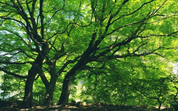 Large beech tree spreading its branches in a lush green forest environment