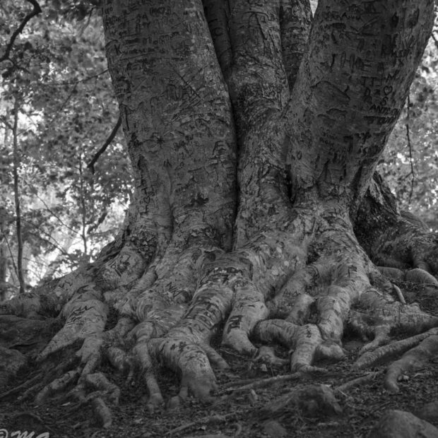 Large beech tree trunk with sprawling roots in forest setting