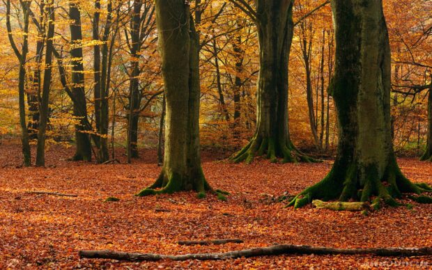 Large beech tree trunks and fallen leaves covering the forest floor in autumn