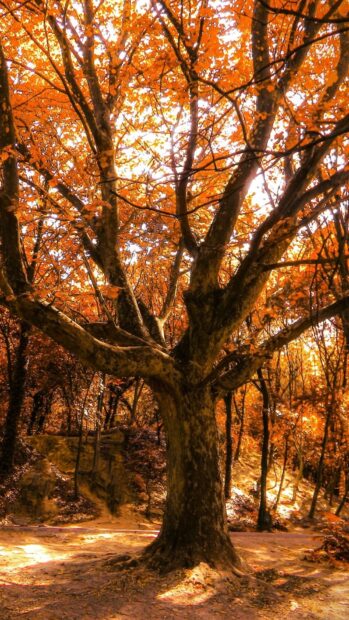 A large beech tree with vibrant orange leaves in a sunlit forest during autumn