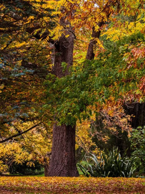 A large mature beech tree surrounded by colorful autumn leaves in a forest setting