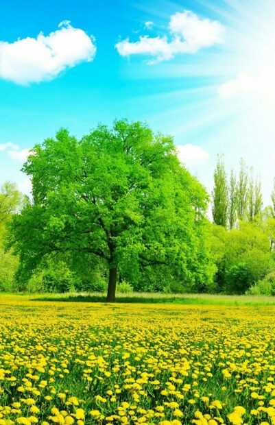 A lush beech tree standing tall in a field of yellow flowers under a bright blue sky with clouds