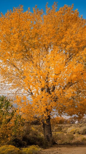 A tall beech tree with bright orange leaves in an autumn landscape