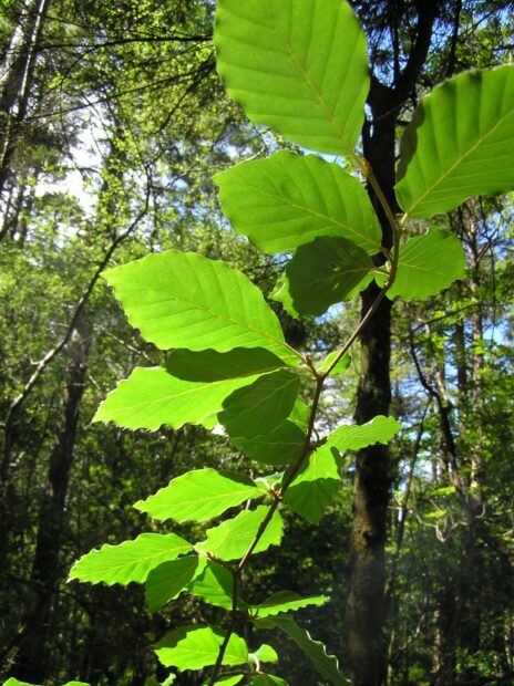 A close up of beech tree leaves in bright sunlight in a forest environment