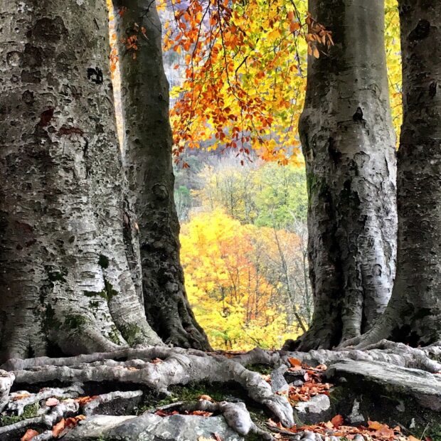 Large beech tree roots and trunks surrounded by colorful autumn leaves and forest scenery