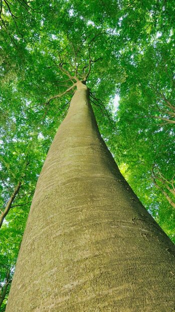 Tall beech tree trunk reaching up to lush green leaves in the forest canopy
