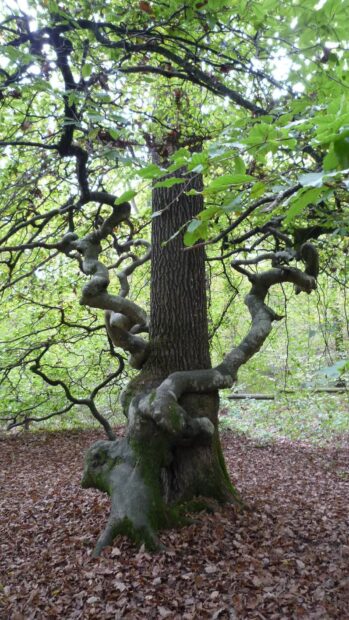 A unique beech tree with twisted branches stands in a forest covered with fallen leaves