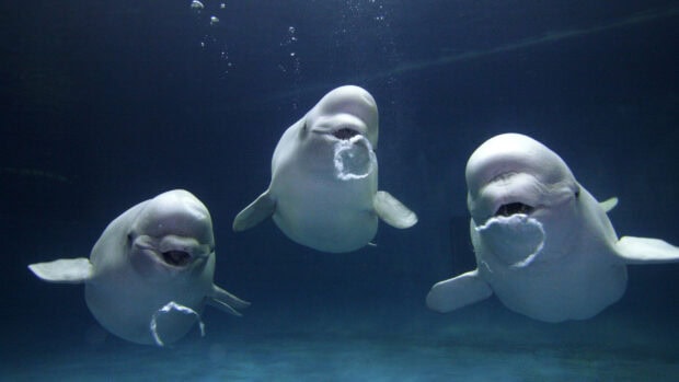 Three beluga whales forming bubbles underwater in deep blue ocean