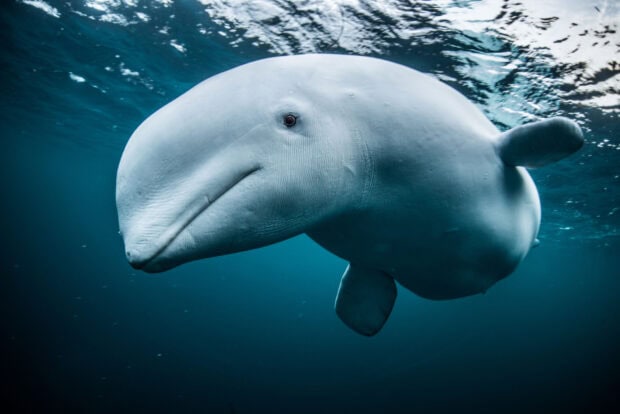 A close up of a beluga swimming underwater in deep blue ocean