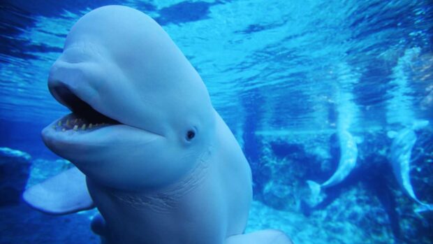 A close up of a beluga swimming underwater with other whales visible in the background