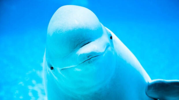 A close up of a beluga whale swimming underwater with a blue background