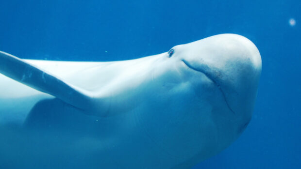 A close up of a beluga whale swimming underwater in deep blue ocean