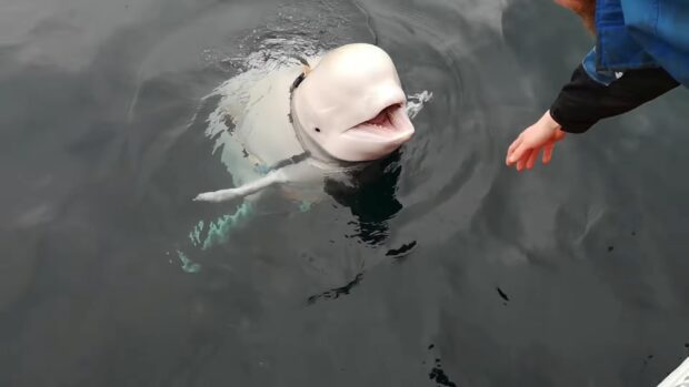 A curious beluga whale approaching a person reaching out over the water in a natural setting