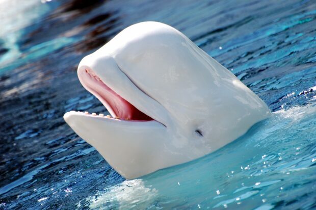 A close up of a beluga whale swimming in clear blue water with its mouth open