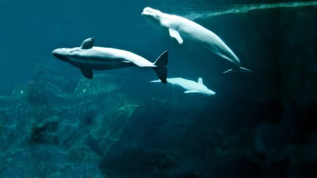 A group of beluga whales swimming gracefully underwater in deep blue ocean
