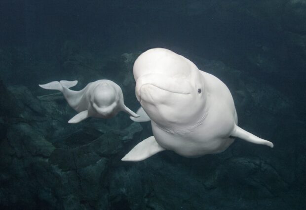 A pair of beluga whales swimming underwater in the deep ocean environment