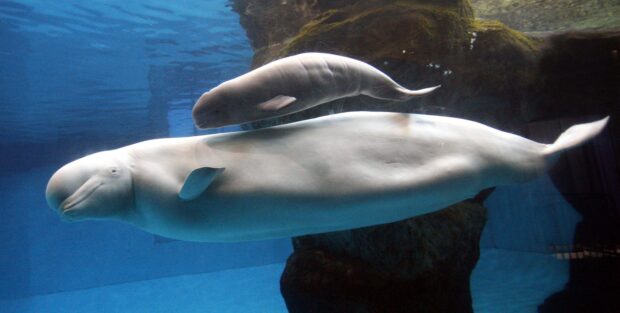 A baby beluga whale swimming above an adult beluga whale underwater