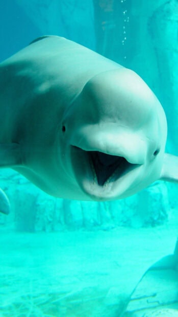 A close up of a beluga swimming underwater in an aquarium environment