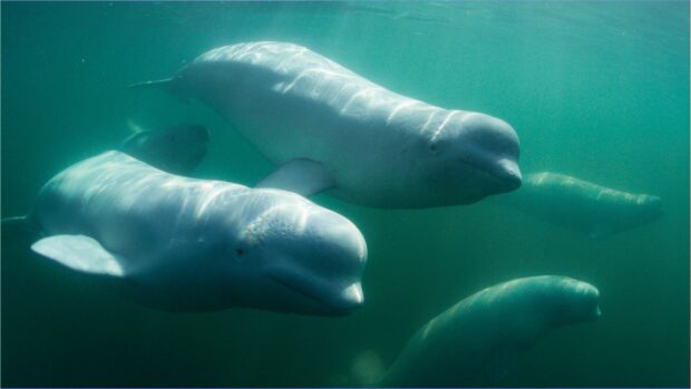 A group of beluga whales swimming underwater in clear blue ocean