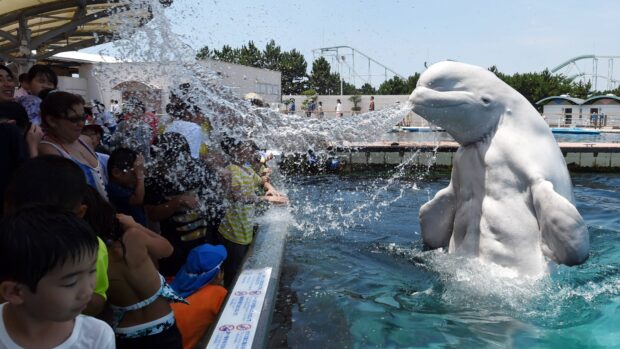 Beluga whale spraying water towards children at an aquarium pool